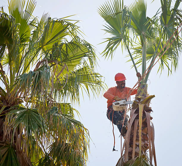 Tree Health Inspection in Stonewall, LA